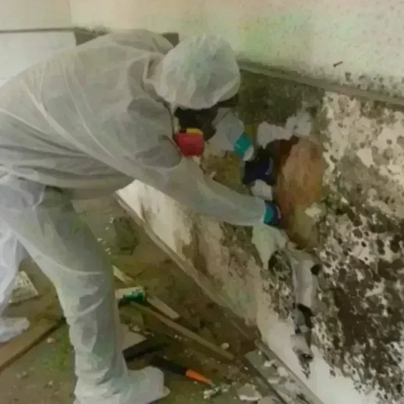 Mold Remediation and Removal in Long Beach, IN